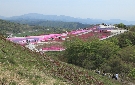 芝桜の丘の全体像