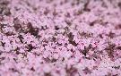 芝桜「多摩の流れ」